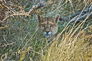 Felidae Prints: Puma (Puma concolor puma) young male, resting amongst vegetation, Torres del Paine N. P