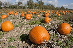 Agriculture Prints: Pumpkin (Cucurbita pepo) crop, ripe fruit in field, Hampshire, England, October