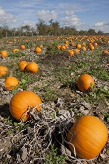 Pumpkin (Cucurbita pepo) crop, ripe fruit in field, Hampshire, England, October
