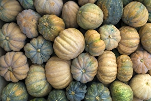 Piles Prints: Pumpkin (Cucurbita sp. ) fruit, pile for sale in market, Madurai, Tamil Nadu, India