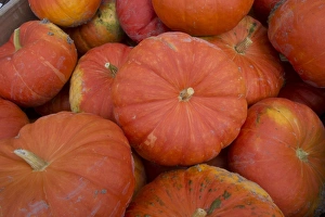 Piles Prints: Pumpkin (Cucurbita sp. ) harvested crop in pile