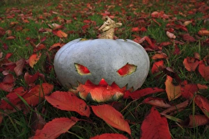 Tradition Prints: Pumpkin (Cucurbita sp. ) Jack O Lantern lit at dusk