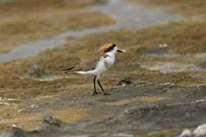 Chilean Prints: Puna Plover (Charadrius alticola) adult