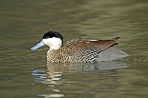 Puna Teal (Anas puna) adult male, swimming, captive
