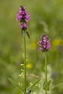 Lamiaceae Prints: Purple Betony (Stachys officinalis) flowering, Slovenia, june