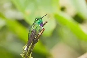 Equatorial Prints: Purple-bibbed Whitetip (Urosticte benjamini) adult male