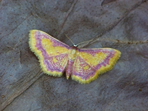 Geometrid Prints: Purple-bordered Gold Moth (Idaea muricata) adult