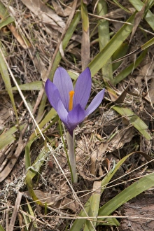 Bulgaria Prints: Purple Crocus growing in the mountains of Bulgaria