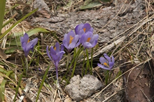 Purple Crocus growing in the mountains of Bulgaria