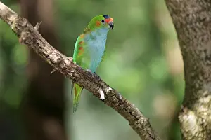Parrot Prints: Purple-crowned Lorikeet (Glossopsitta porphyrocephala) adult