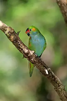 Purple-crowned Lorikeet (Glossopsitta porphyrocephala) adult, perched on branch, South Australia, Australia, November