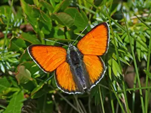 Coppers Prints: Purple-edged Copper (Lycaena hippothoe eurydame) adult male