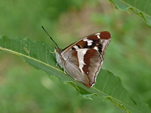 Leaves Prints: Purple Emperor (Apatura iris) adult