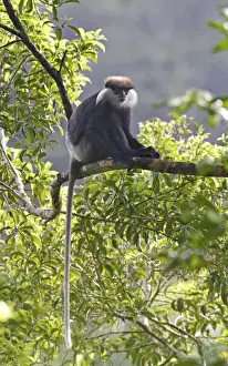 South Asia Prints: Purple-faced Langur (Trachypithecus vetulus) adult