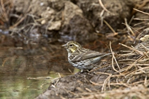 Drinking Prints: Purple Finch female at drinking pool - Utah America