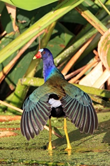 Animals USA Prints: Purple Gallinule (Porphyrio martinicus) adult, with wings fanned out, Florida, U. S. A
