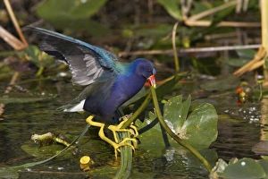 Sub Tropical Prints: Purple Gallinule (Porphyrio martinicus) adult