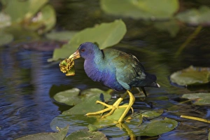 Purple Gallinule (Porphyrio martinicus) adult, feeding, with waterlily bud in beak, Shark Valley, Everglades N. P. Florida, U. S. A