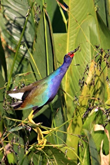 Purple Gallinule (Porphyrio martinicus) adult, feeding on Fireflag (Thalia geniculata) buds, Florida, U. S. A