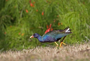Purple Gallinule (Porphyrio martinicus) adult, first spring plumage, walking on grass, Zapata Peninsula