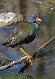 Purple Gallinule (Porphyrio martinicus) adult, first spring plumage, standing on fallen branch in marsh