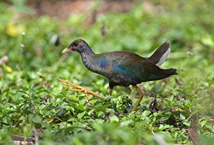 Gallinule Prints: Purple Gallinule (Porphyrio martinicus) immature