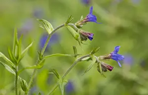 Purple Gromwell (Lithospermum purpurocaeruleum) flowering, French Pyrenees, France, May