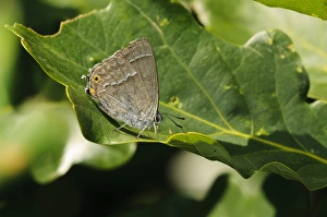 Oaks Prints: Purple Hairstreak (Quercusia quercus) adult
