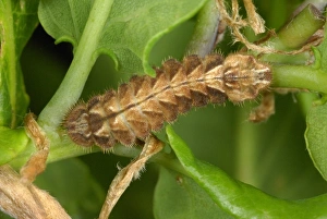 Oaks Prints: Purple Hairstreak (Quercusia quercus) caterpillar