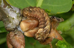 Purple Hairstreak (Quercusia quercus) caterpillar, camouflaged amongst Common Oak (Quercus robur)