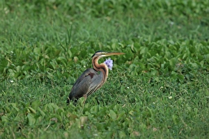 Sri Lanka Prints: Purple Heron (Ardea purpurea) adult, standing amongst vegetation, Sri Lanka, February