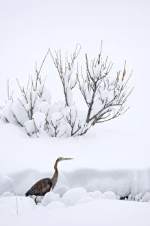 Migrating Prints: Purple Heron (Ardea purpurea) adult