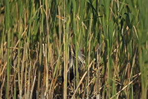 Purple Heron (Ardea purpurea) adult, standing amongst reed stems in reedbed, Tulcea, Danube Delta, Dobrogea, Romania, may