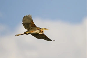 Herons Prints: Purple Heron (Ardea purpurea) adult, in flight, Godikwe Lagoon, Okavango Delta, Botswana