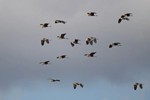 Cyprus Prints: Purple Heron (Ardea purpurea) flock, in flight, Cyprus, march