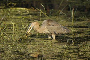 Rajasthan Prints: Purple Heron (Ardea purpurea) juvenile