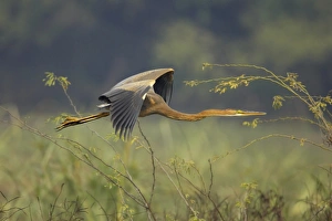 Rajasthan Prints: Purple Heron (Ardea purpurea) juvenile