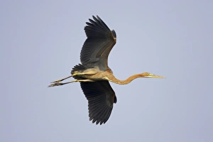Purple Heron (Ardea purpurea) juvenile, in flight, Keoladeo Ghana N. P. (Bharatpur), Rajasthan, India