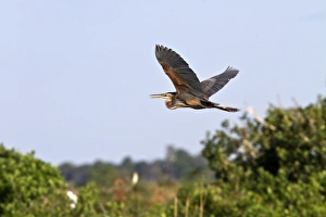 Delta Prints: Purple Heron Coming into roost at rookery in the Okavango delta, near Kwara, Botswana