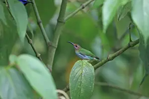 Purple Honeycreeper (Cyanerpes caeruleus) adult female, perched on leaf, Trinidad, Trinidad and Tobago, March