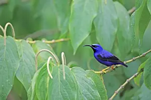 Purple Honeycreeper (Cyanerpes caeruleus) adult male, perched on stem, Trinidad, Trinidad and Tobago, March