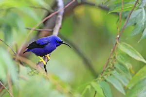 Tanagers Prints: Purple Honeycreeper (Cyanerpes caeruleus) adult male