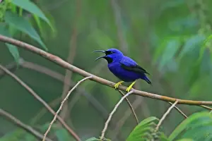 Purple Honeycreeper (Cyanerpes caeruleus) adult male, calling, perched on twig, Trinidad, Trinidad and Tobago, April