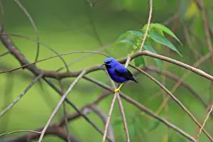 Purple Honeycreeper (Cyanerpes caeruleus) adult male, perched on twig, Trinidad, Trinidad and Tobago, April