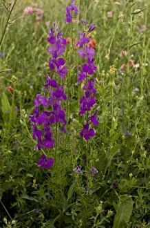 Middle East Prints: Purple Larkspur (Consolida orientalis) flowering