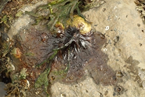 Edible Prints: Purple Laver (Porphyra umbilicalis) on rock at low tide