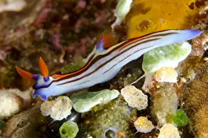 Komodo Prints: Purple-lined Nembrotha Seaslug (Nembrotha purpureolineata) adult