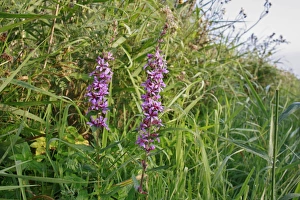 Wildlife Trust Prints: Purple Loosestrife (Lythrum salicaria) flowering