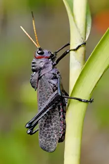 Costa Rican Prints: Purple Lubber Grasshopper (Taeniopoda reticulata) adult
