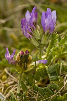 Brecklands Prints: Purple Milk-vetch (Astragalus danicus) flowering
